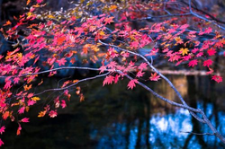 青草久草视频在线播放